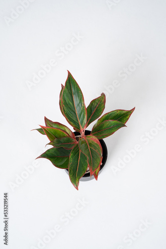 Aglaonema with red leaves on a white background