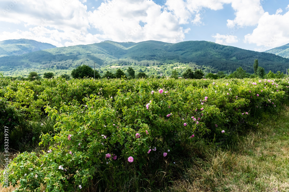 Rosa Damascena or Damask rose. Field with pink bulgarian roses located in the Thracian Rose valley. Tea rose rosebushes. Bulgaria. Rosa Damascena or Damask rose. Field with pink bulgarian roses located in the Thracian Rose valley. Tea rose rosebushes. Bulgaria.