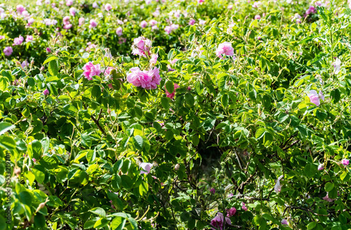 Rosa Damascena or Damask rose. Field with pink bulgarian roses. Tea rose rosebush.