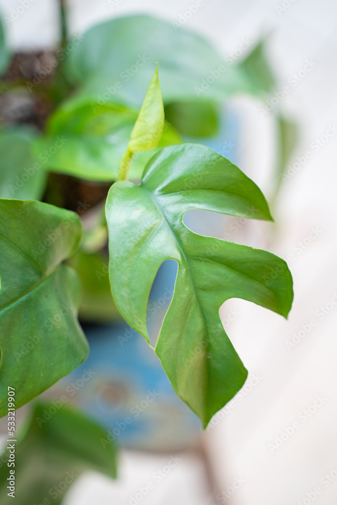 Obraz premium Raphidophora in a black pot on a blue chair