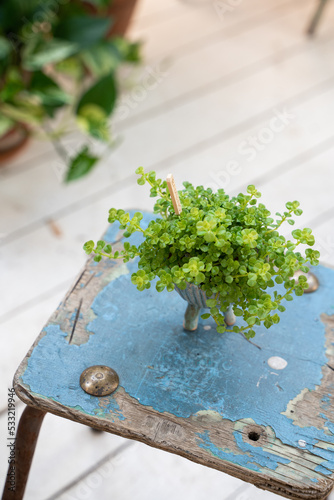 Peperomyia depressa plant in a ceramic pot on a blue chair photo