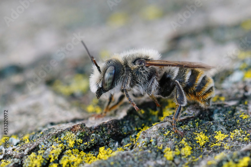 Closeup on a rare Mediterranean male red mason bee, Osmia rufohirta © Henk