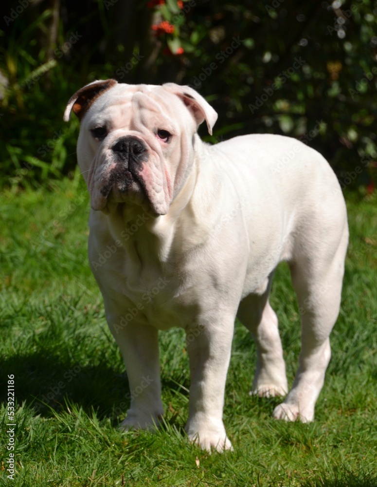 English or British bulldog puppy English or British bulldog puppy