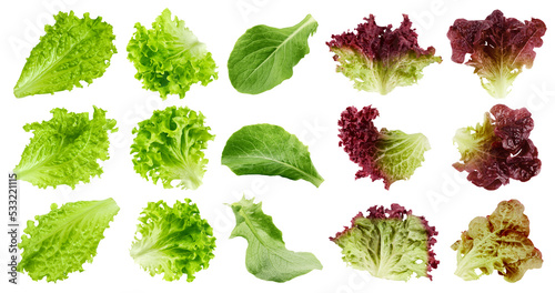 salad, lettuce, Batavia, Lollo Bionda, Romain, Red Oak, Lollo Rosso, isolated on white background, clipping path, full depth of field photo