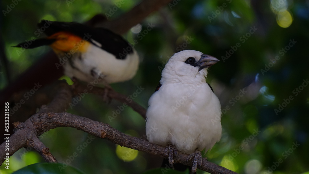 Aves en reposo Aves en reposo