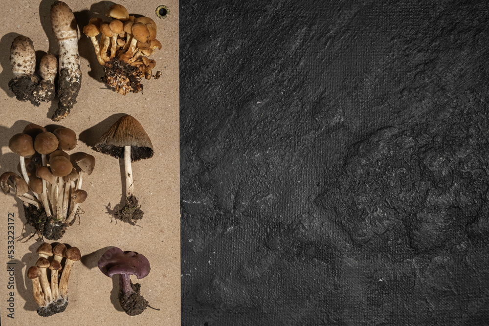 Mushrooms wild different on kraft paper on a black textured background. Forest decor. Flat lay, top view.