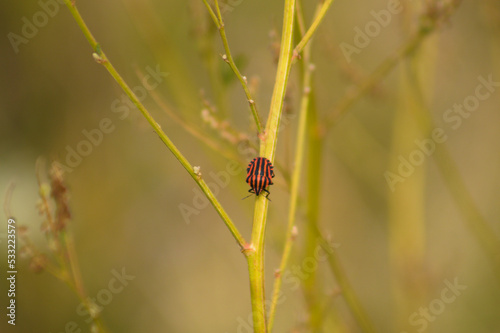 Closeup of a red stripped bug on a green branch with selective focus on foreground