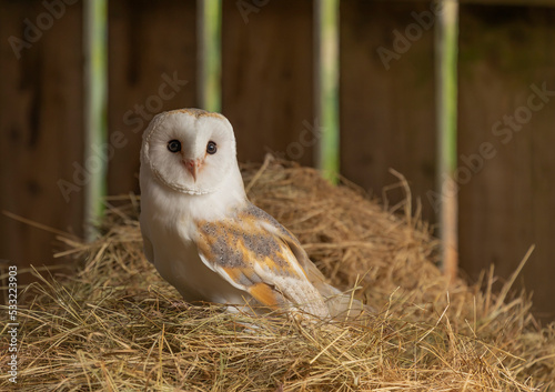 Barn owl stood on some hay
