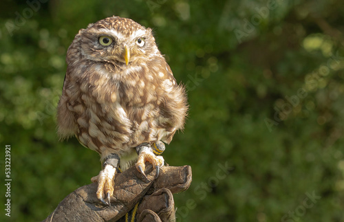 close up of Little owl teatherd and sat on a leather glove © Colleenashley