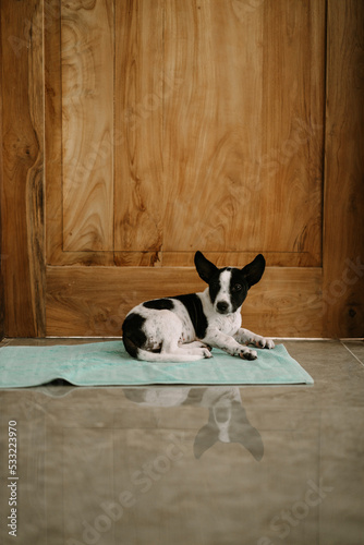 A black and white puppy lies on a mat.