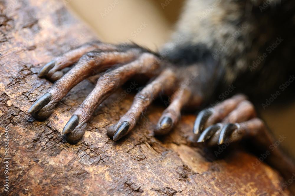Hands of a white faced saki (Pithecia pithecia)
