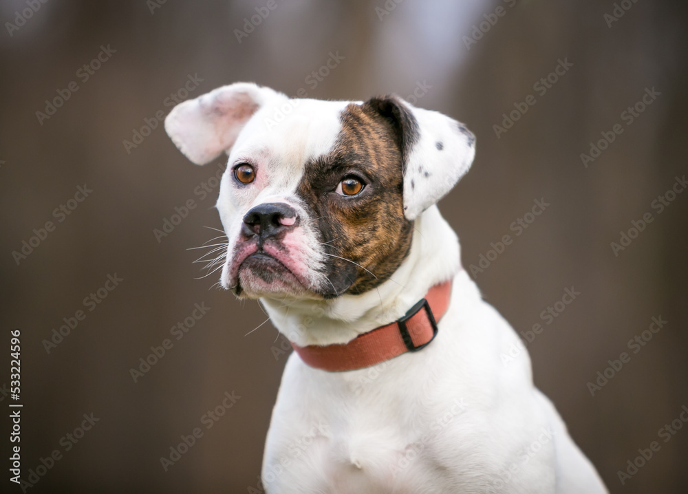 A Pug x Beagle x Bulldog mixed breed dog looking sideways at the camera