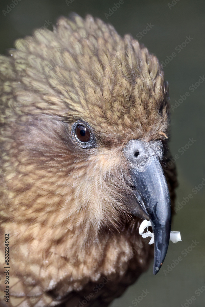 Fototapeta premium The kea (Nestor notabilis) closeup portrait