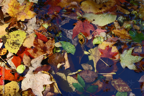 Rainbow colored collection of fall leaves, branches, seed pods floating in water.