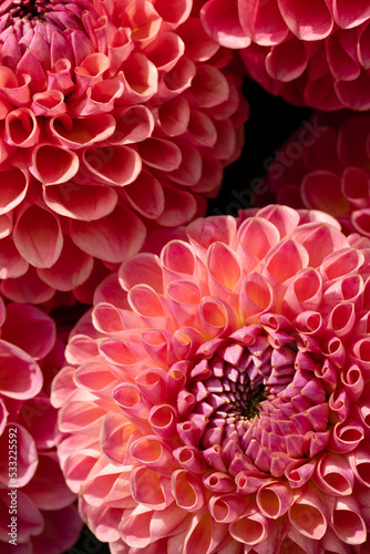 Beautiful pink dahlias close up