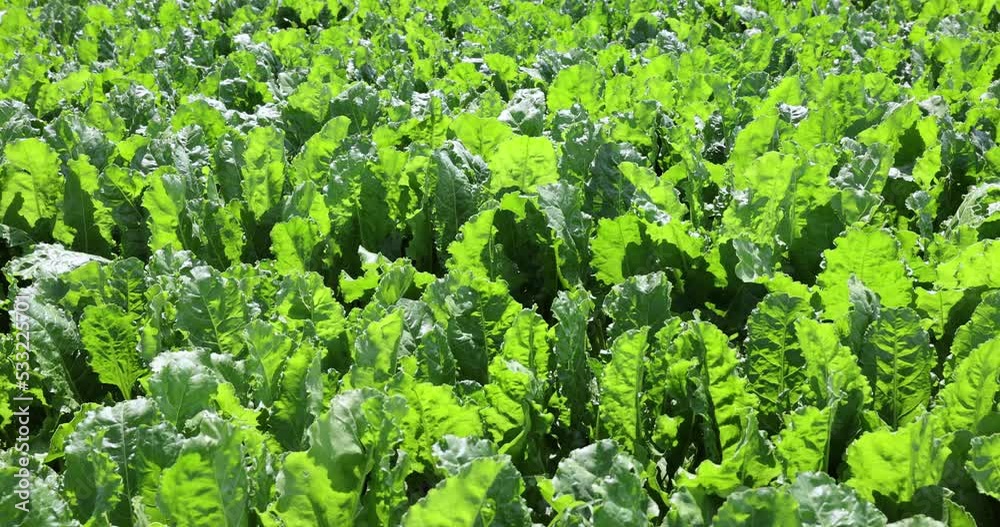 Green tops of sugar beet in the field, cultivation of sugar beet for the production of high-quality sugar Green tops of sugar beet in the field, cultivation of sugar beet for the production of high-quality sugar