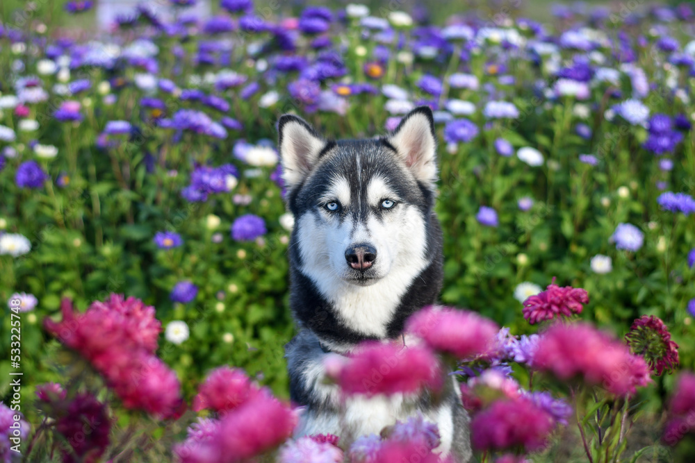 Cute siberian husky dog in the middle of flower field. Selective focus.
