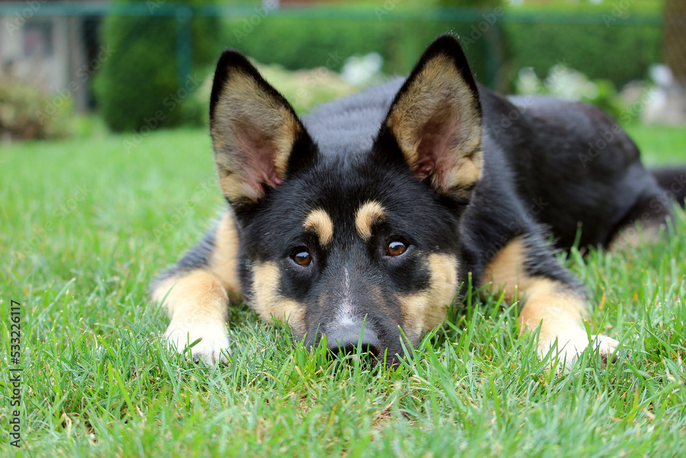 Adorable German Shepherd Husky mix dog lying in the grass and looking straight at the camera. Adorable German Shepherd Husky mix dog lying in the grass and looking straight at the camera.