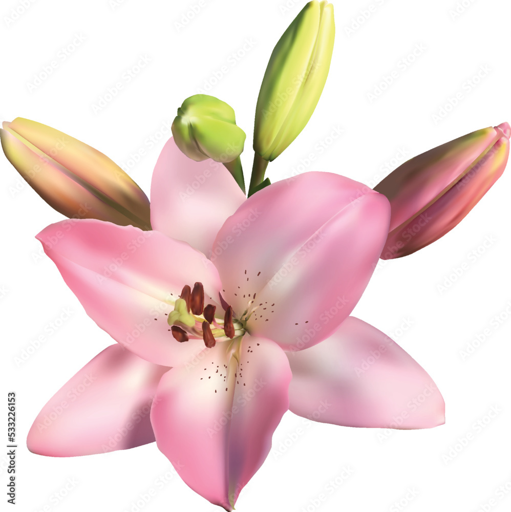 light pink fine lily single bloom flower isolated on white light pink fine lily single bloom flower isolated on white