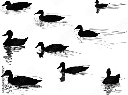 nine swiming ducks isolated on white