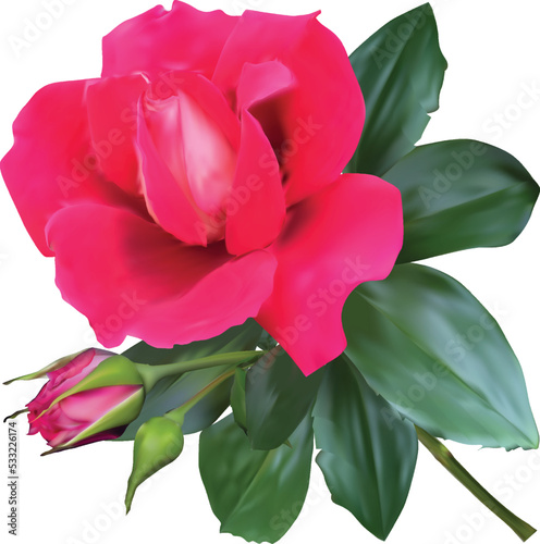 single red rose flower with bloom and small bud on white