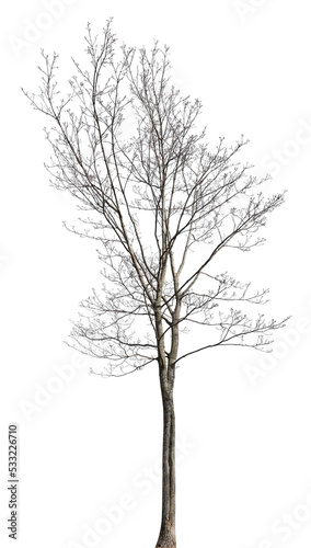 medium maple tree with bare branches isolated on white