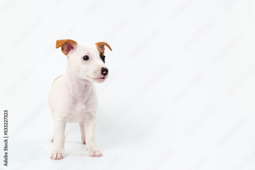 a jack russell terrier puppy on a white background. 