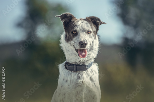 Принти на полотні Portrait of a female rescued romanian crossbreed mongrel dog in summer outdoors