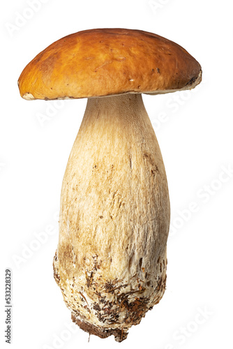 fresh porcini mushroom, Boletus mushroom, ceps isolated on white background