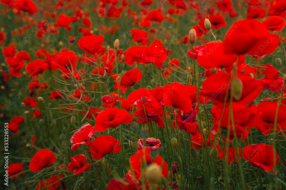 Obraz premium Field of blooming red poppies is swaying in the wind. Huge field of blossoming poppies.