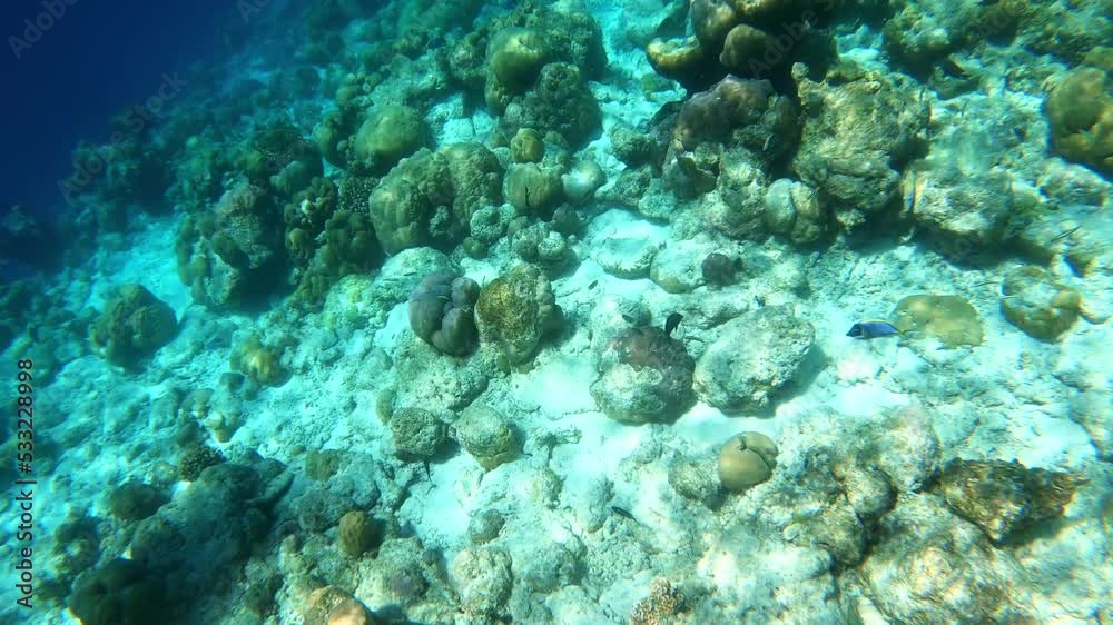 underwater video. Waterproof photo and video equipment for travel. coral reef underwater video. Waterproof photo and video equipment for travel. coral reef
