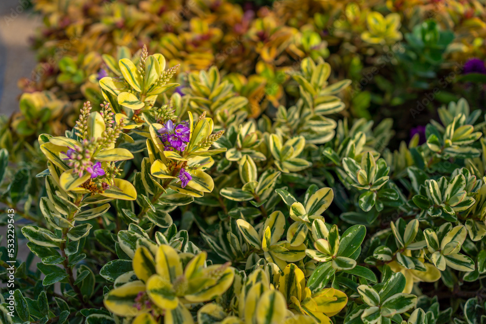 Hebe "Waireka" colorful bush with fresh violet blossoms in a flower pot