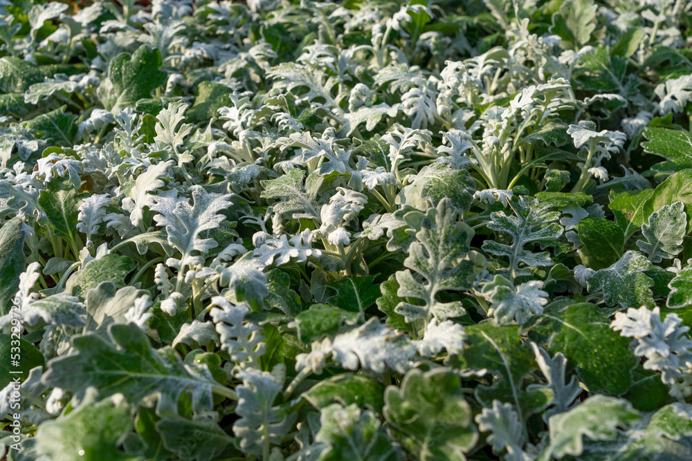 natural macro floral background with silver leaves Jacobaea maritima, commonly known as silver ragwort