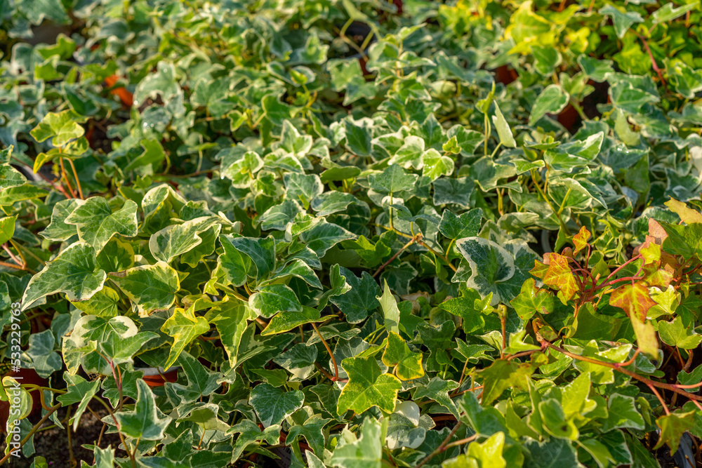 garden plant ivy (hedera helix) with beautiful triangular leaves