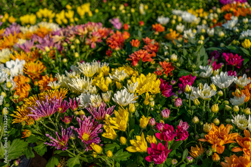 lots of chrysanthemum flowers in bloom, colourful flower bed in autumn