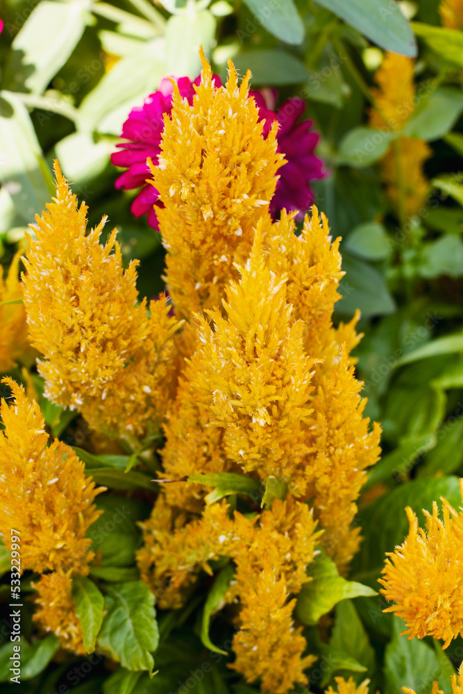 Beautiful golden celosia flowers bloom in a garden; cluster of yellow ...