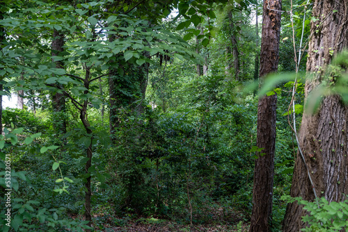 green leave trees in the forest