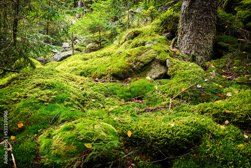 beautiful forest background with stones covered with green moss.