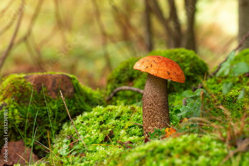 Leccinum aurantiacum or rough-stemmed bolete mushrooms growing in the moss. Wild mushroom growing in forest. Ukraine.