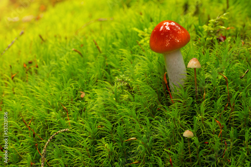 Closeup of Cortinarius collinitus, commonly known as blue-girdled webcap mushroom. Wild mushroom growing in forest. Ukraine. photo