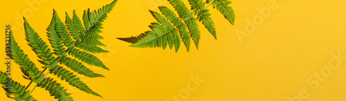 Banner Fern leaves set on yellow background. Flat lay  top view  copy space. Tropical summer background