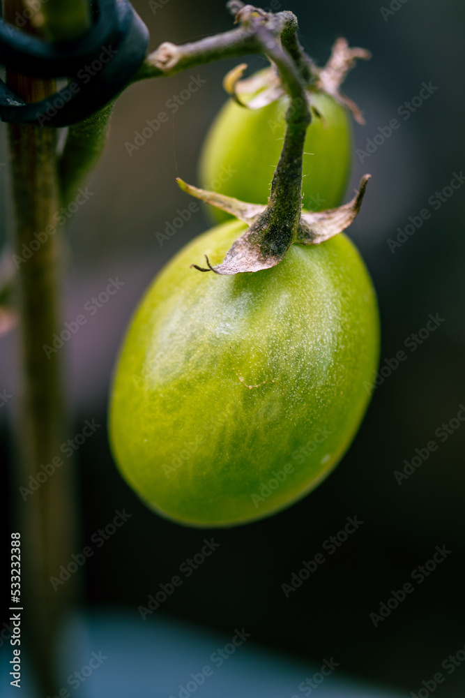 Tomate ecologico en proceso de maduración. Tomate ecologico en proceso de maduración.