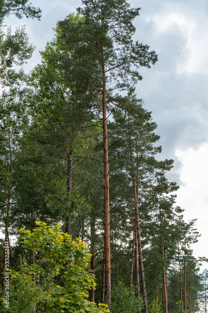 Fototapeta premium tall trees in the forest