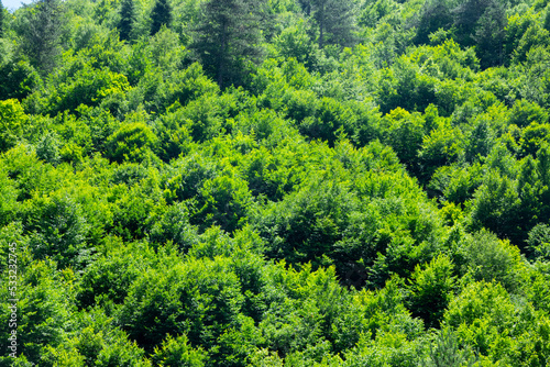 Pure green trees forest background image.