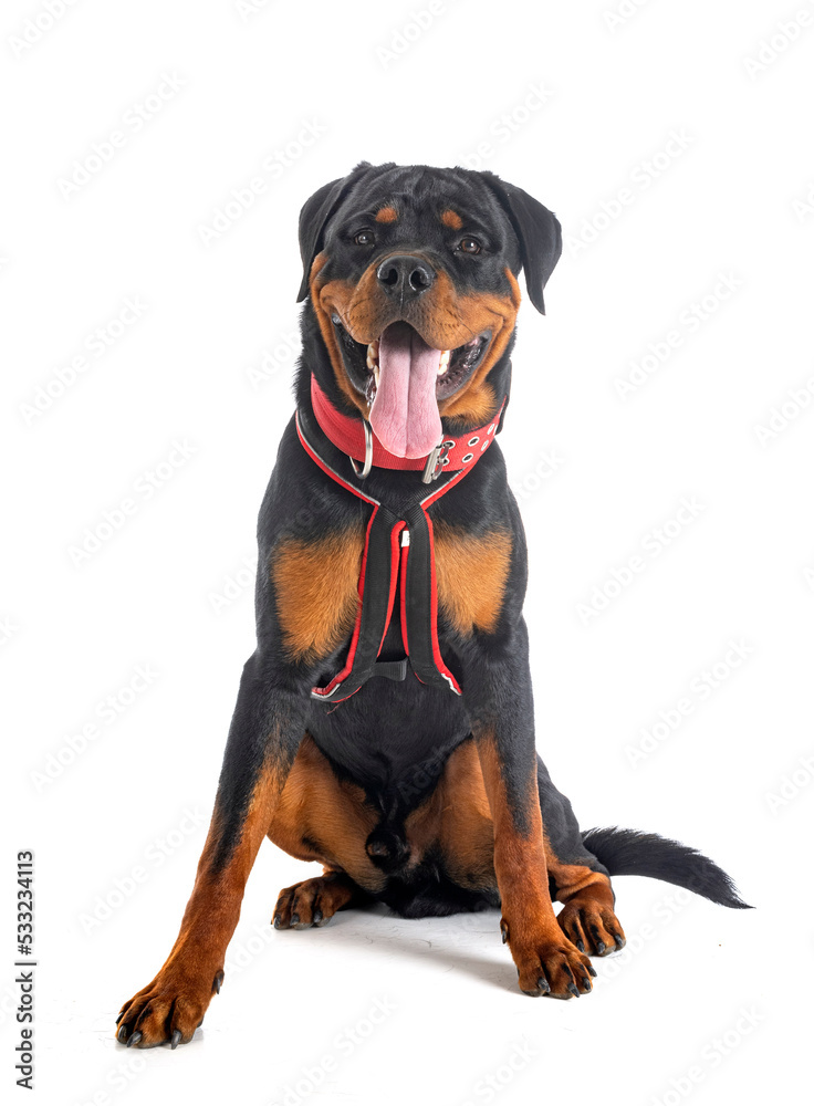 Fototapeta premium puppy rottweiler in studio