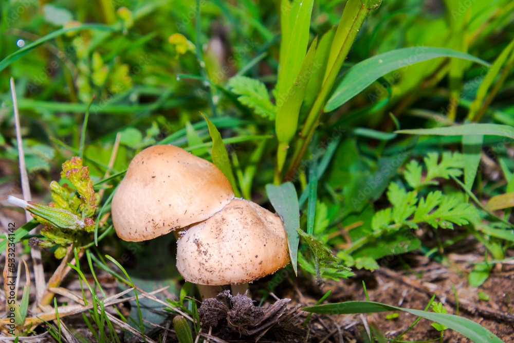 Fairy ring mushroom and grass in the field Fairy ring mushroom and grass in the field
