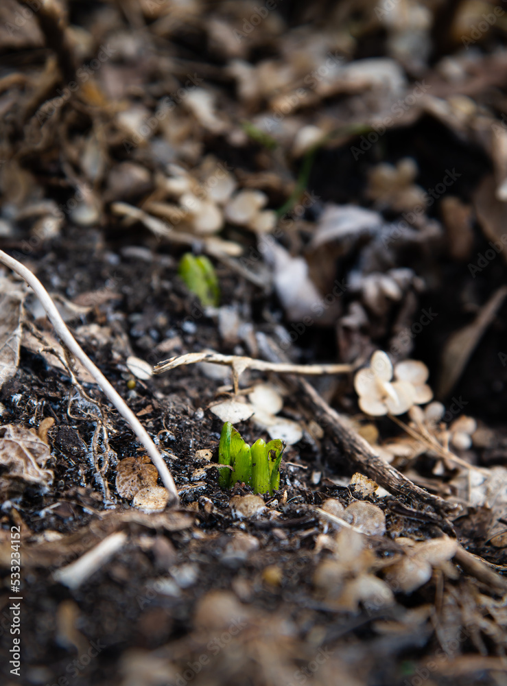 Hyacinth sprouting in fresh dirt in a garden in springtime Hyacinth sprouting in fresh dirt in a garden in springtime