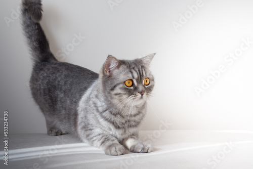 Portrait of Beautiful Scottish young cat at home photo