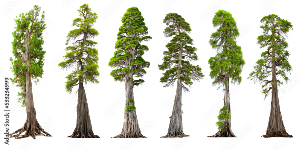 cypress trees, collection of evergreen conifers
