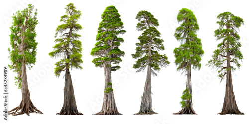 cypress trees, collection of evergreen conifers